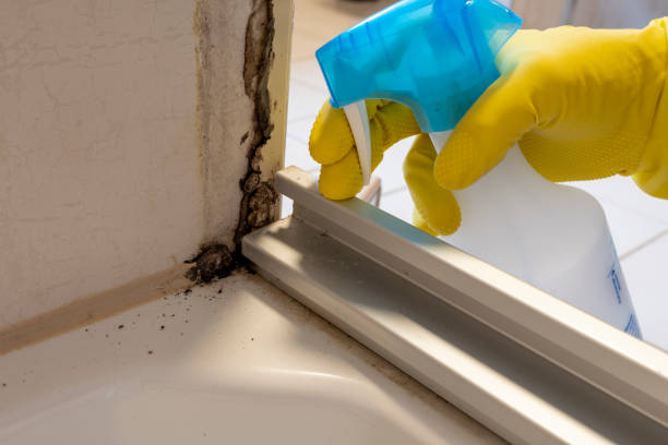 Best Residential Mold Remediation in Millis Clicquot, MA