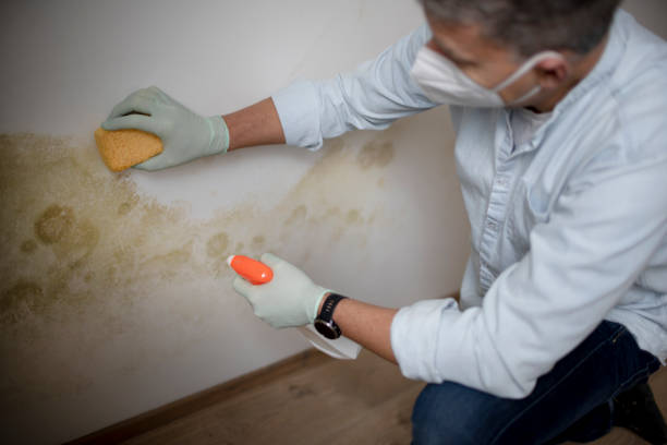 Best Commercial Mold Remediation in Millis Clicquot, MA