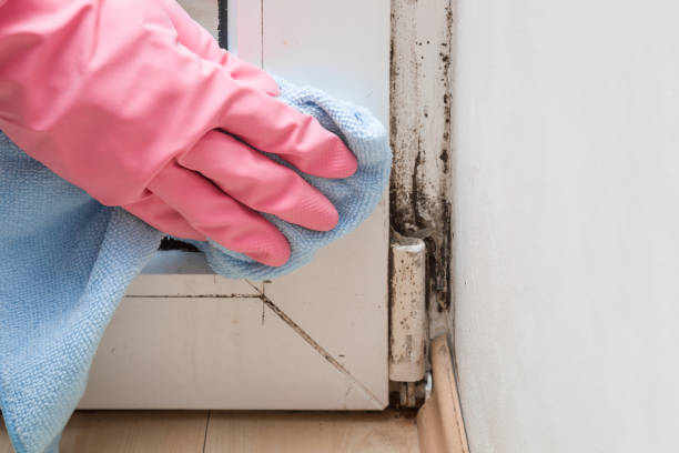Best Kitchen Mold Remediation in Millis Clicquot, MA