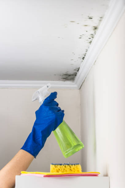 Best Mold Testing and Inspection Services in Millis Clicquot, MA