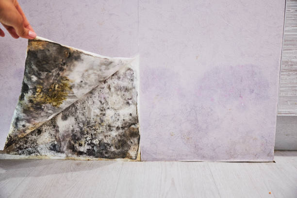 Best Health and Safety Mold Remediation in Millis Clicquot, MA